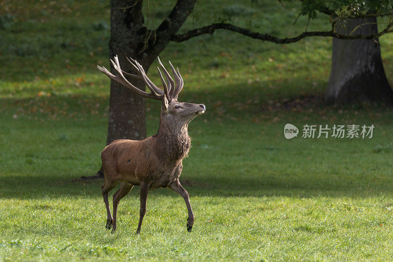 行走的雄马鹿(Cervus elaphus)